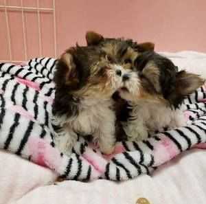 Meet your Posher, Yunhee